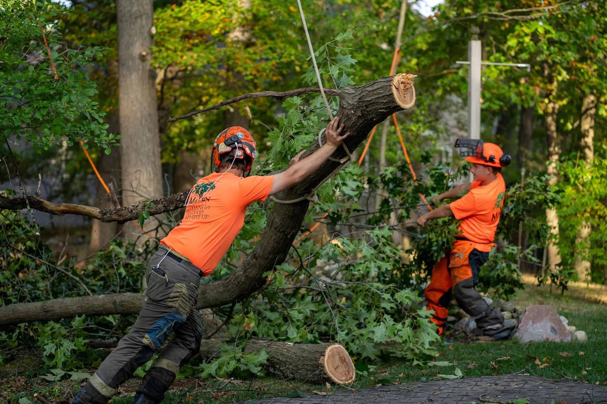 Tree Care professional using Breezeworks